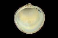 藏品(環文蛤)的圖片